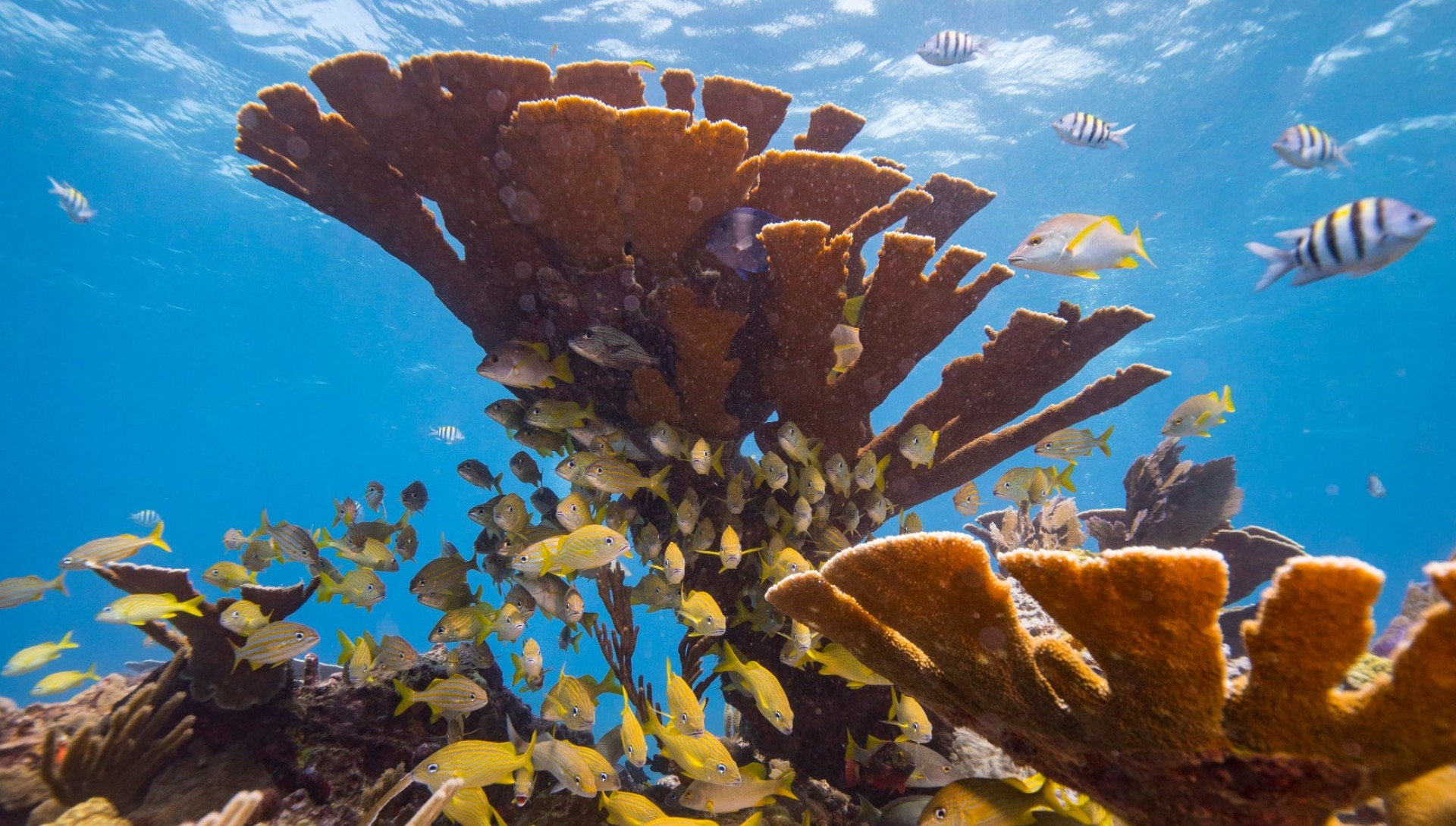 CORAL_REEF_CONSERVATION